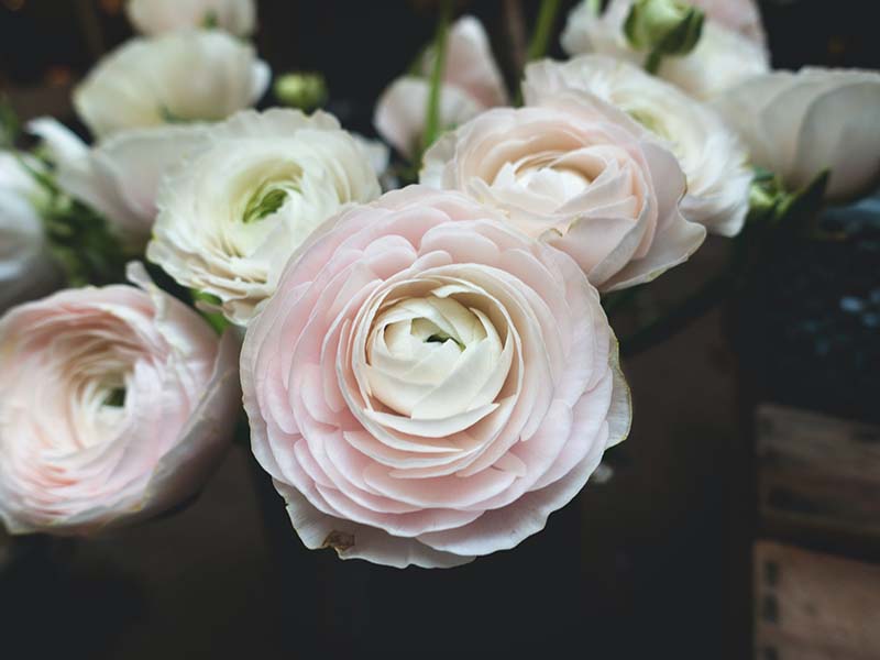 flower subscriptions2