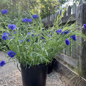 Seedling subscription - 10 plugs per delivery