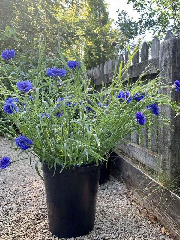 Seedling subscription - 10 plugs per delivery