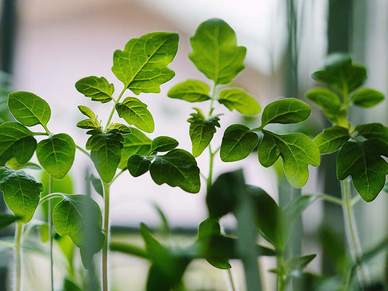 seedlings